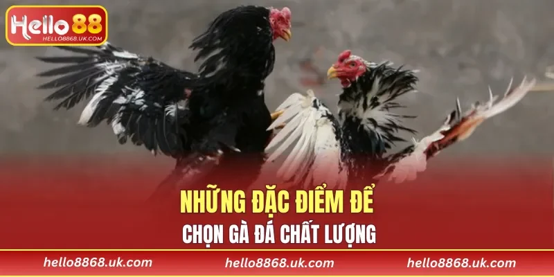 Một vài đặc điểm để lựa chọn gà chất lượng
