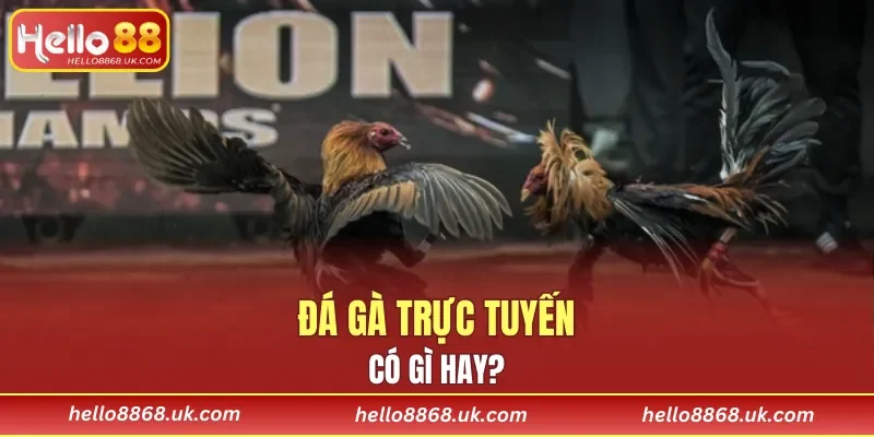 Yếu tố thu hút của đá gà trực tuyến